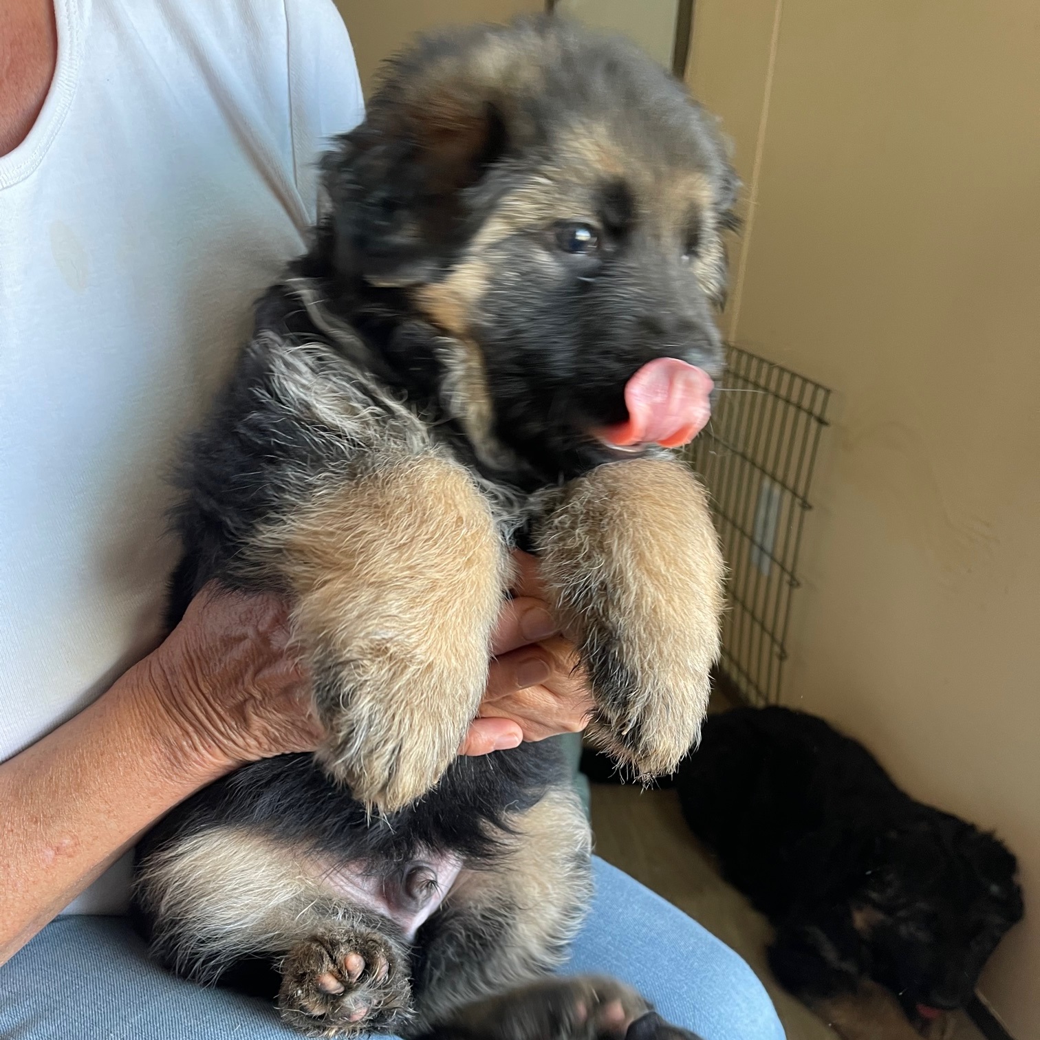 German Shepherd Puppies For Sale In Kentucky